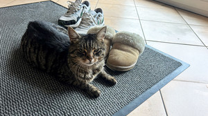 Katzenwunder in Herbstein: Kira war jahrelang verschwunden