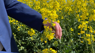 Hessischer Raps als Krisen-Wundermittel: Blüten leuchten auf