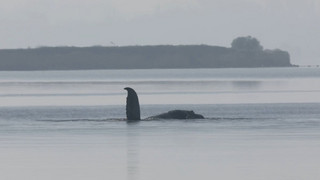 Wal in der Ostsee: Timmy sorgt für Spendenboom bei Naturschützern