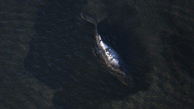 Hessische Tierärztin kämpft für Wal Timmy in der Ostsee