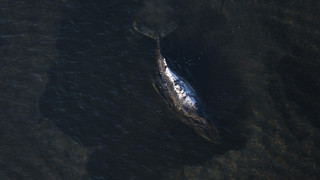 Hessische Tierärztin kämpft für Wal Timmy in der Ostsee