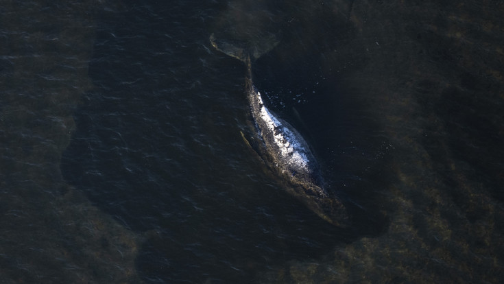 Hessische Tierärztin kämpft für Wal Timmy in der Ostsee