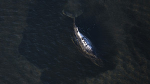 Hessische Tierärztin kämpft für Wal Timmy in der Ostsee