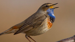 Jeden Morgen ein Konzert: Vogeluhr des NABU macht Zwitschern hörbar