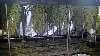 Polizei in Nordhessen hebt zwei Cannabis-Plantagen aus