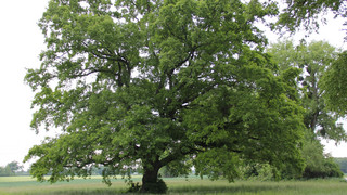 Riedstädter Bäume vergiftet: Anwohner sammeln Spenden für Hinweise