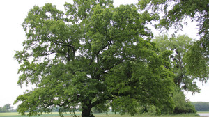 Riedstadt: Zehn Bäume vergiftet