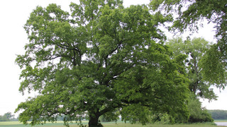 Riedstadt: Zehn Bäume vergiftet