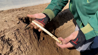 Regierungspräsidium Gießen gibt Tipps für den Spargelkauf