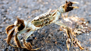 Bad Homburg: Polizei findet große Krabbe auf der Straße