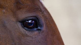 Unbekannte verletzen Pferde im Vogelsberg und in Fulda - eines nun tot