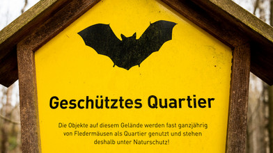 Besonderer Tunnel in Wiesbaden: Warum er Fledermäuse anzieht