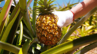 2 Millionen Tonnen pro Jahr - So kommt die Ananas in die Dose