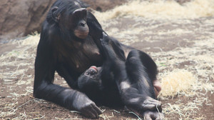 Nachwuchs bei den Bonobos im Zoo Frankfurt