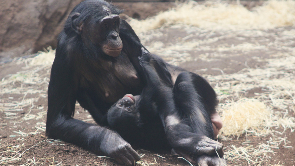 Bonobo-Mama Ayebi mit ihrem Nachwuchs.