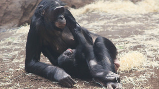 Nachwuchs bei den Bonobos im Zoo Frankfurt