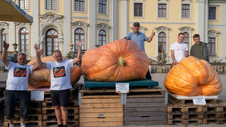 Zweimal Meister-Monster-Kürbisse aus Südhessen