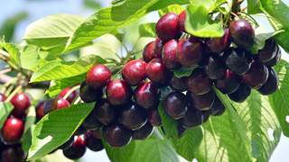 Gladenbach feiert traditionellen Kirschenmarkt vom 04. - 07. Juli 2024