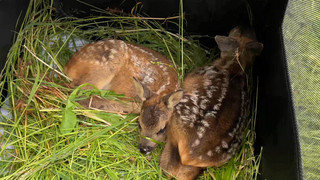 Rehkitzretter gesucht: Mähsaison als Gefahr für Kitze und Hasen