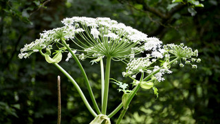 Schlimme Verbrennungen: Achtung vor dem Riesenbärenklau