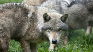 Kurz erklärt: Darum soll die Jagd auf Wölfe erleichtert werden