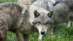 Kurz erklärt: Darum soll die Jagd auf Wölfe erleichtert werden