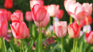 Fulda: Unbekannte klauen tausende Blumenzwiebeln bei Landesgartenschau