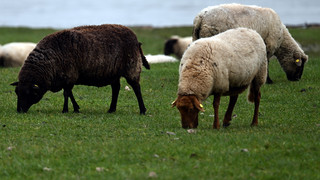 44 Züge verspätet: Drei Schafe in Eichenzell waren schuld