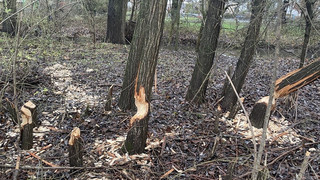 Fleißiger Biber setzt Radweg in Gießen unter Wasser