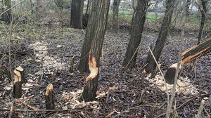 Fleißiger Biber setzt Radweg in Gießen unter Wasser
