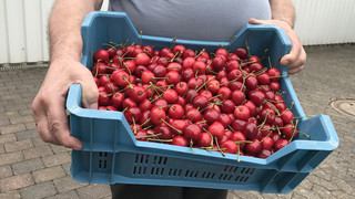 500 Kilogramm Kirschen in Witzenhausen geklaut