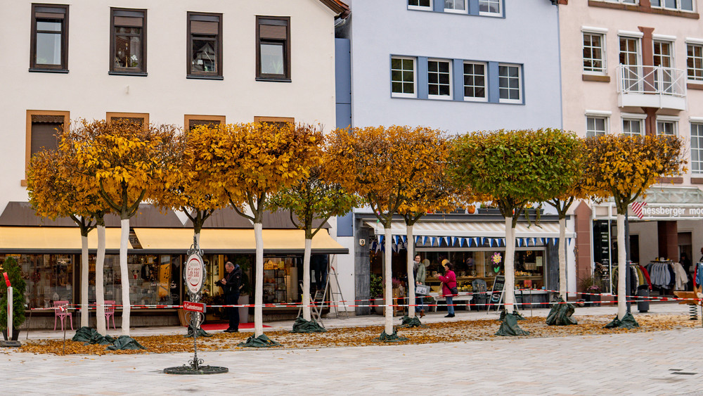 Die Stadt Bad Orb wehrt sich gegen Vorwürfe: Die neu gepflanzten "Hainbuchen auf dem Marktplatz sind gesund und vital."
