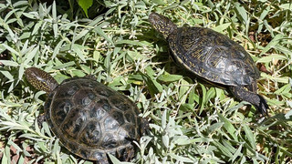 Schildkröte sechs Tage auf Wanderschaft: Polizei sorgt für Happy End