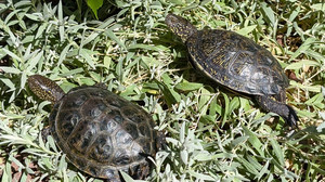 Schildkröte sechs Tage auf Wanderschaft: Polizei sorgt für Happy End