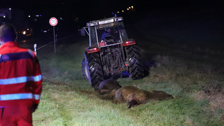 Rinder verursachen Autounfall bei Reinheim - Zwei Menschen verletzt
