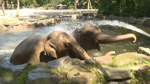 Eisbombe und Wasserdusche: Berliner Zoo erfrischt Tiere bei Hitze
