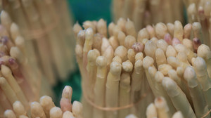 Bilanz der Spargel-Ernte in Hessen: Bauern zufriedener als 2022