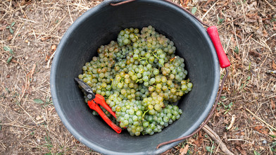 Weinernte bricht ein - Wohl kleinste Lese seit 2010