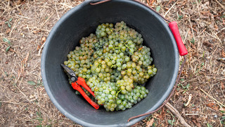 Weinernte bricht ein - Wohl kleinste Lese seit 2010