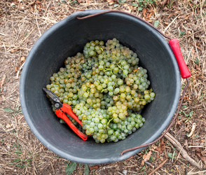 Weinernte bricht ein - Wohl kleinste Lese seit 2010