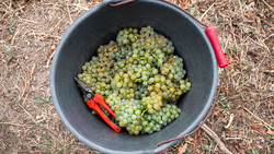 Weinernte bricht ein - Wohl kleinste Lese seit 2010