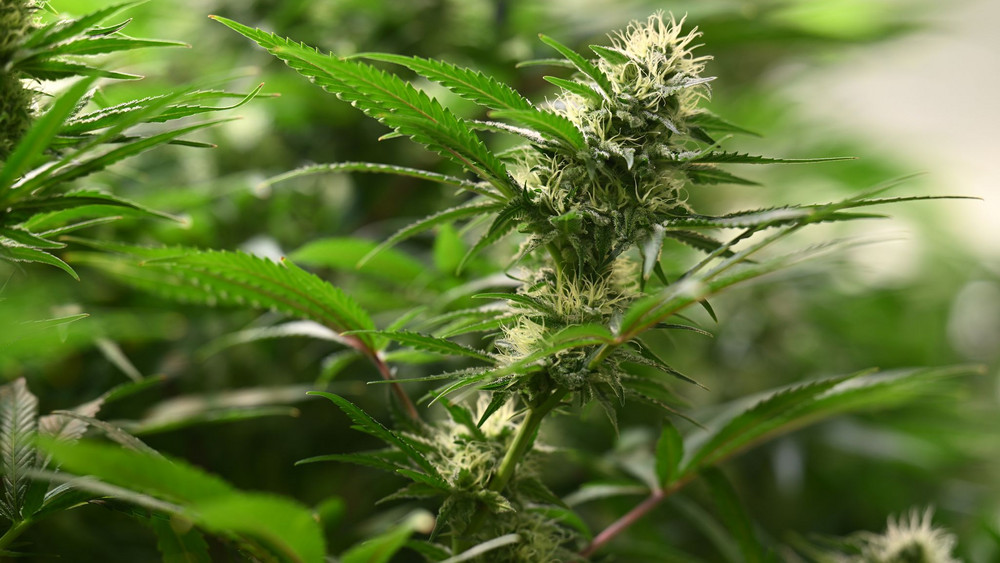 Wiesbaden wollte die legale Abgabe von Cannabis in Apotheken testen, doch daraus wird erstmal nichts (Symbolbild).