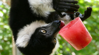 Zoo Heidelberg sorgt bei Tieren für Abkühlung bei der Sommer-Hitze
