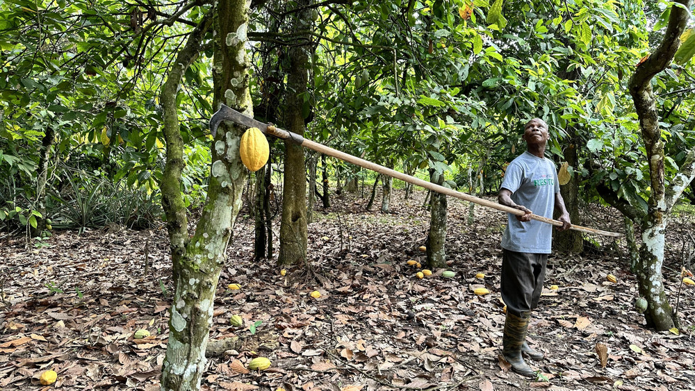 Ein Bauer erntet Kakaofrüchte mit einer langen Sichel