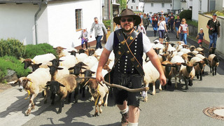 Almauftrieb in Niedergladbach: Weidetiere, Musik und Trachten