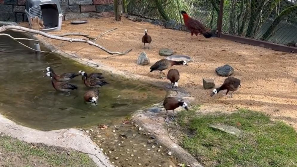 Die Witwenpfeifgänse im Tierpark Herborn schnattern aufgeregt und freuen sich am Frühling