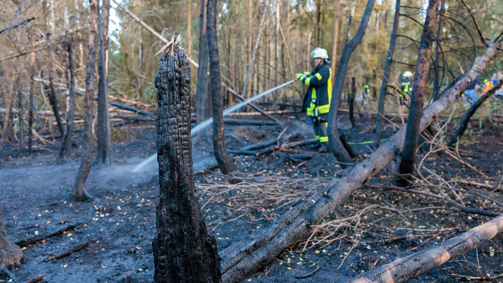 Verkohlte Baumstämme bei Bad Schwalbach