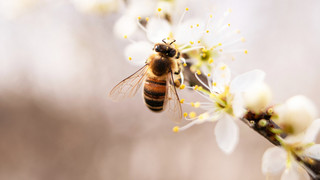 So kannst du Bienen helfen: Pflanzen, Honig und Nistplätze