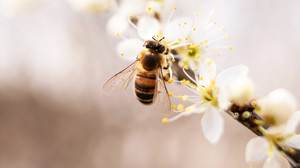 So kannst du Bienen helfen: Pflanzen, Honig und Nistplätze