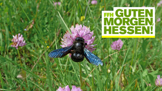 Schwarzer Brummer: Die Holzbiene breitet sich aus